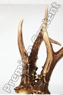 Skull Deer 0117